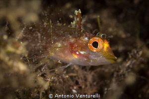 Trypterigion fish_2022
(Canon100,t1/250,f/16,iso100) by Antonio Venturelli 